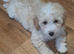 Beautiful very fluffy mailtopoo pups
