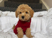 Toy poodle one male