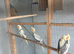 Baby pied cockatiels