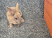 Mini Rex