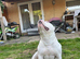 American bully