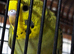 Dark Green Budgies