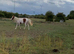 Standerdbred filly