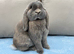 Two litters Giant pure bred French lop rabbits