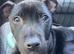 Gus the staffy