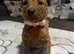 Labradoodle Fox Red ️