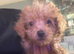 Puppies for sale