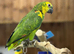 Amazon talking parrot