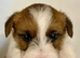 Stunning RKC registered Jack Russell puppies