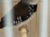 Finches