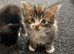 4 beautiful kittens looking for their forever home
