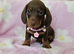 READY NOW- TWO MINIATURE FEMALES