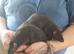 2 male rats 5 months old