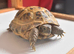 Horsfield Tortoises 5 months old