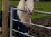 Yearling colt one to watch in the future !