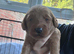 Beutiful litter of 5 puppies