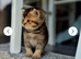 Champion bloodline, pedigree, health tested BSH kittens