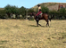 Poppy 3 yr old smart filly 16hh
