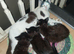 3 Beautiful Kittens Looking for Loving Homes