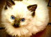 Ragdoll registered kittens ready end of June