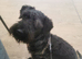 Cesky Terrier