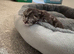 Chinchilla Persian X Siamese kitten