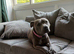 Staffy for sale