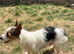 Jack Russell terrier puppies