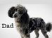 F1B Toy cockapoo merle male