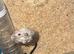 2x female gerbil and small enclosure