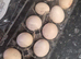 silkie ferlie eggs