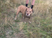 Terrier