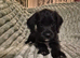 Boxer-Doodle Puppies