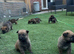 Working line German shepherd puppies