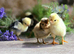 Polish Chicks