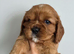 Beautiful Cavalier King Charles Spaniel