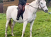 DIAMOND 14YO IRISH DRAUGHT MARE 16H A lovely, kind and genuine mare looking for her next 5️ home!