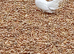 Garden Fantails