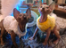 Sphynx kittens