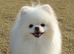 Beautiful Pomeranian puppies ready to leave now