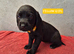 Springador Puppies READY NOW