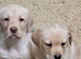 akita puppy for sale