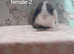 Stunning purebred mini lop rabbits