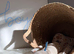 KC Reg Longhair Cream Miniature Dachshunds
