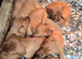 Beautiful Fox Red Labrador Retriever