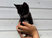 Black and white kittens