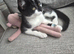 Stunning Half‑Bengal Cross Kitten – 3 Months Old