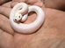 2026 leucistic hognose