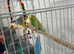 Pair of Budgies