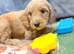 READY TODAY!!!! Gorgeous litter of 11 mini Goldendoodles